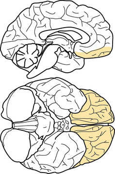Human orbitofrontal cortex (OFC). The top image shows the OFC on a slice through the middle of the brain, while the bottom image shows the brain seen from below, revealing the OFC covering the part of the brain just over the eyeballs. Morten Kringelbach