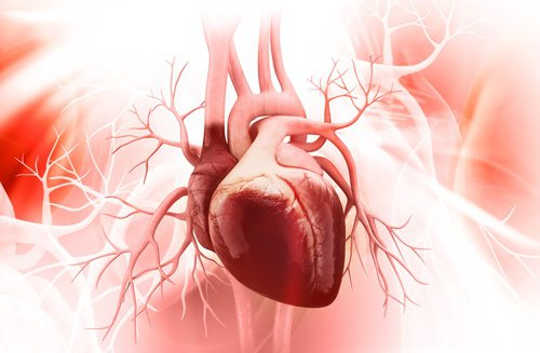 Why Blood Vessels Are The Key To Building A Strong Heart