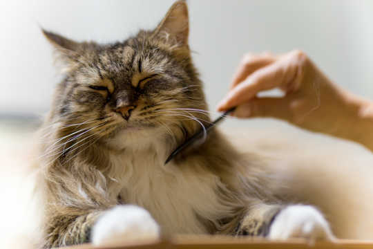 Why Anxious People Tend To Really Love Their Cats